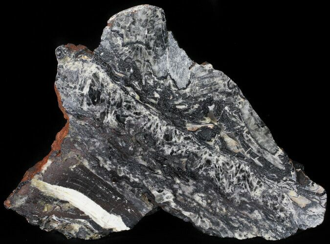 Rare North Pole Dome Stromatolite Slice - Billion Years #50754